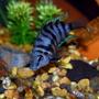 freshwater fish - archocentrus nigrofasciatus - black convict cichlid stocking in 55 gallons tank - Female Black Convict