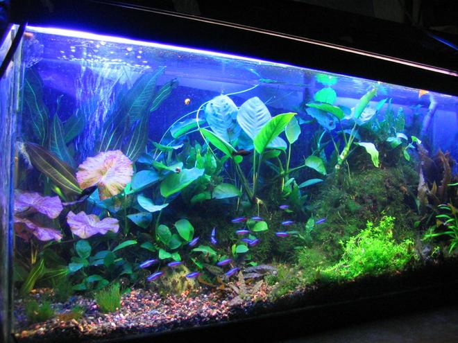 100 gallons planted tank (mostly live plants and fish) - 30 gallon