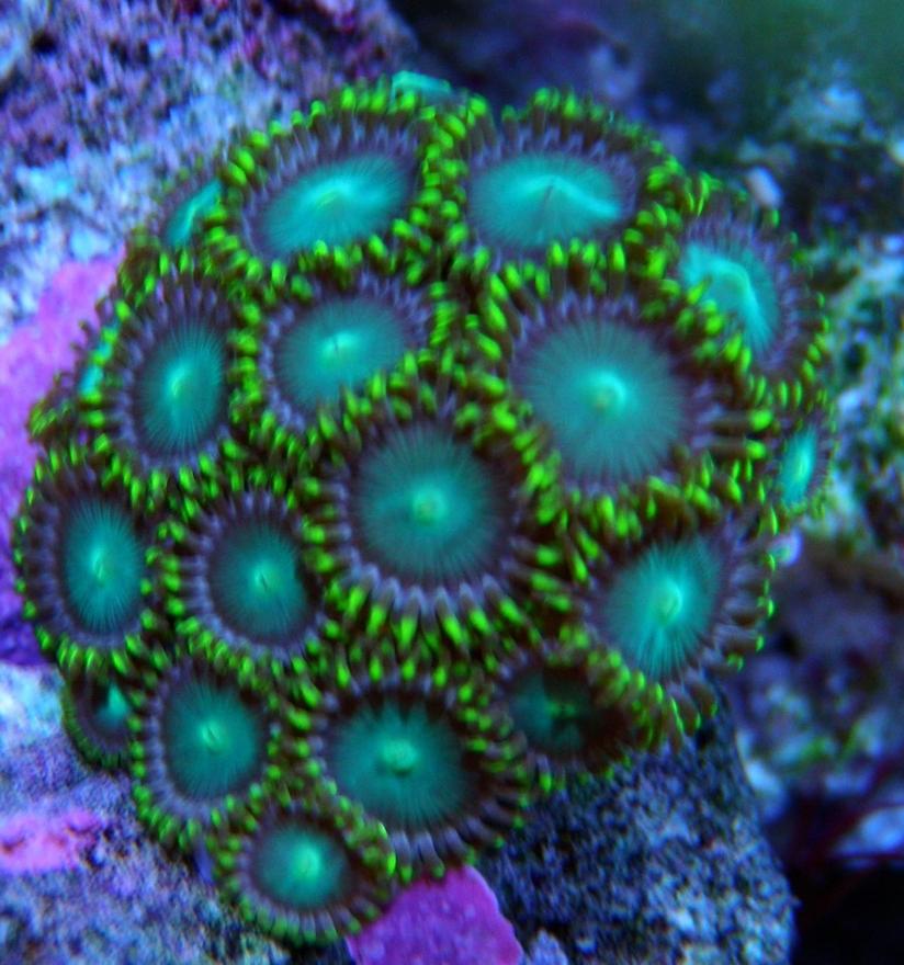 Rated #5: Corals Inverts - Zoanthus Sp. - Inside Outs Polyp Stocking In 60 Gallons Tank - Inside Outs