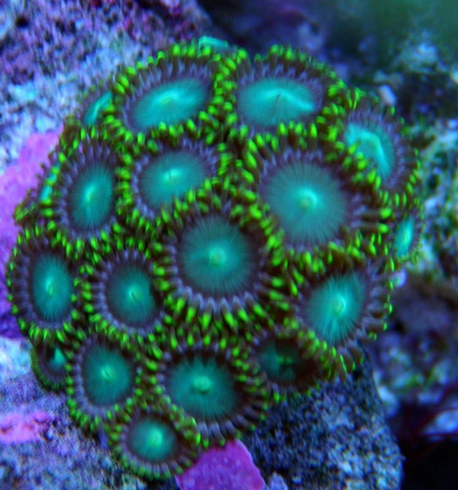corals inverts - zoanthus sp. - inside outs polyp stocking in 60 gallons tank - Inside Outs