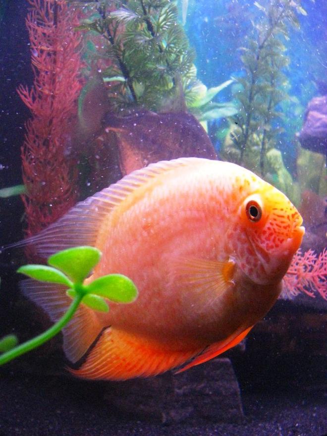 freshwater fish - heros serverus - gold severum stocking in 55 gallons tank - This is my Golden Severum.  She is about 4-5".  Kinda a cool picture because she really looks round.  You can see where the nickname, "Poor Man's Discus" comes from.