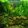 25 gallons planted tank (mostly live plants and fish)