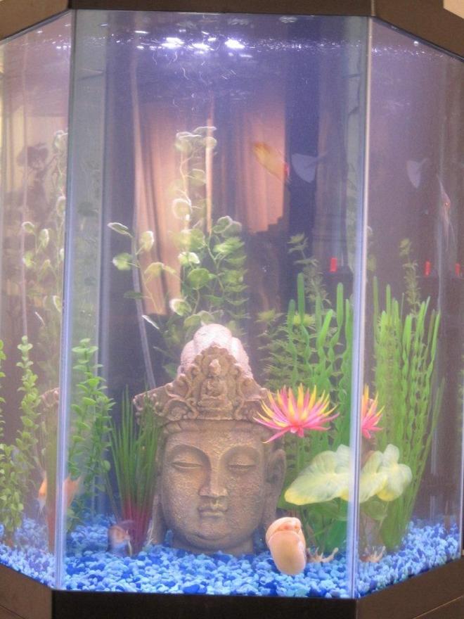 20 gallons freshwater fish tank (mostly fish and non-living decorations) - 20 Gallon Community Tank