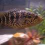 freshwater fish - parachromis managuensis - jaguar cichlid stocking in 55 gallons tank - Jaguar in rule of the roost.