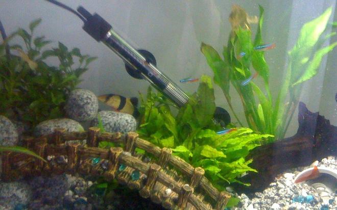 64 gallons freshwater fish tank (mostly fish and non-living decorations) - my first tank ,