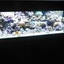 125 gallons reef tank (mostly live coral and fish) - My 125 reef