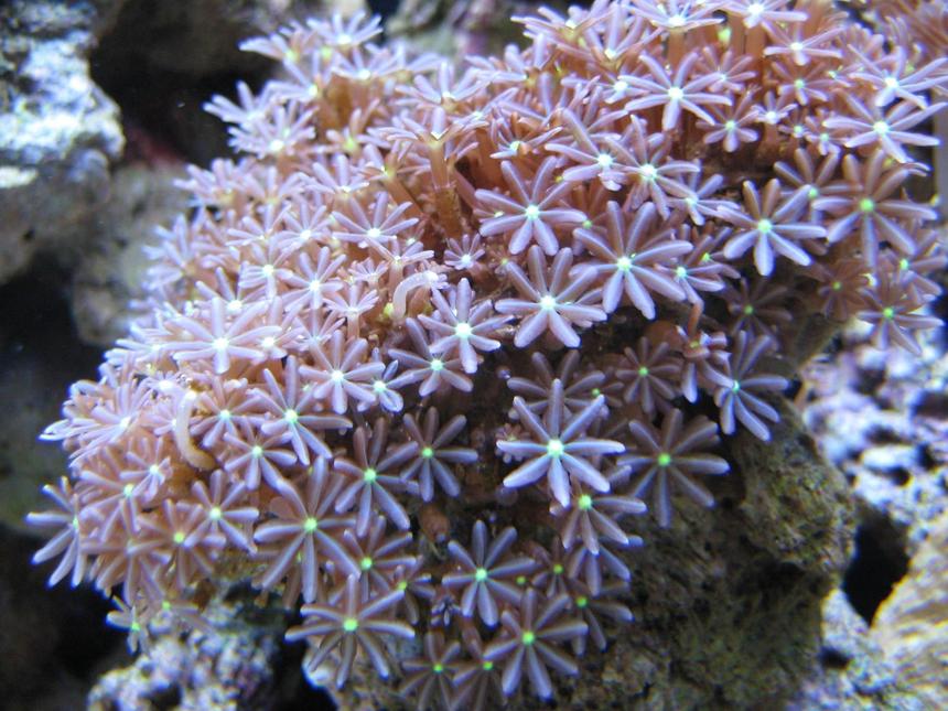 Rated #62: Corals Inverts - Clavularia Sp. - Glove Polyp Stocking In 125 Gallons Tank - Daisy polyps in my 125 reef