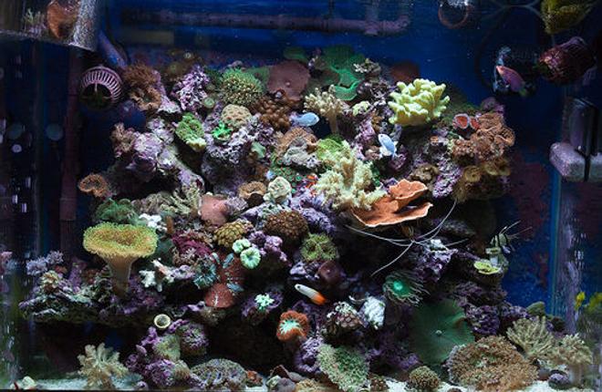 37 gallons reef tank (mostly live coral and fish) - Full tank shot 2/15/2010