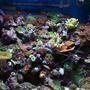 37 gallons reef tank (mostly live coral and fish) - Full tank shot 2/15/2010