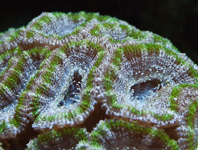 corals inverts - acanthastrea lordhowensis - aussie acan lord coral stocking in 37 gallons tank - Green Acan