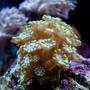 corals inverts - alveopora sp. - alveopora coral, branched stocking in 37 gallons tank - Alevepora