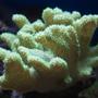 corals inverts - sinularia sp. - green finger leather coral stocking in 37 gallons tank - leather