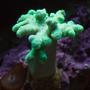 corals inverts - sinularia sp. - mushroom finger leather coral stocking in 37 gallons tank - Neon Green Sinularis