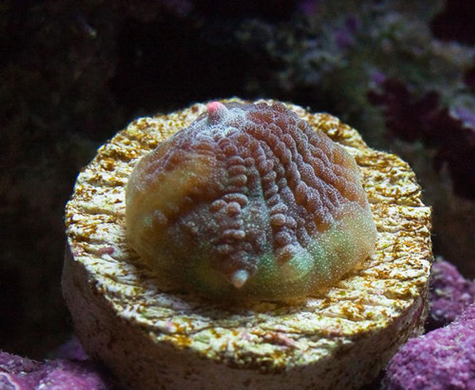 corals inverts - echinophyllia sp. - chalice coral stocking in 37 gallons tank - Tyree LE Robokaki Chalice