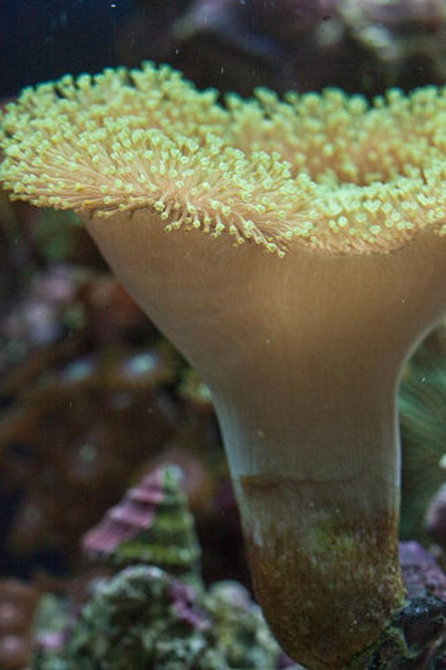 corals inverts - sarcophyton sp. - toadstool mushroom leather coral stocking in 37 gallons tank - Toadstool
