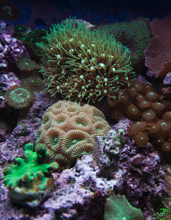 corals inverts - zoanthus sp. - colony polyp stocking in 37 gallons tank - Closeup section of my tank