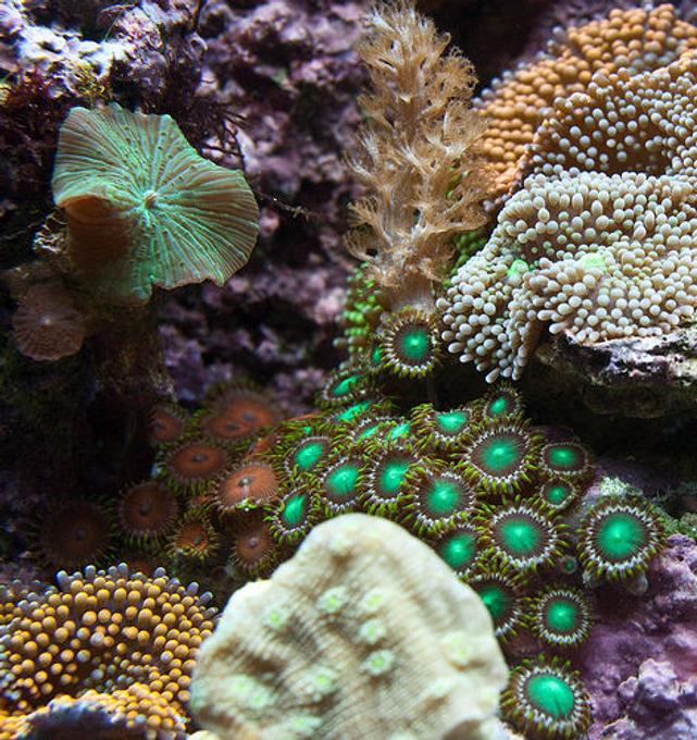 corals inverts - zoanthus sp. - colony polyp stocking in 37 gallons tank - Closeup section of my tank