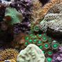 corals inverts - zoanthus sp. - colony polyp stocking in 37 gallons tank - Closeup section of my tank