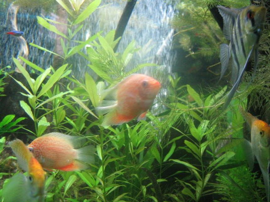 Rated #73: Freshwater Fish - Heros Serverus - Gold Severum Stocking In 200 Gallons Tank - Some growing gold severums and angels