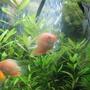 freshwater fish - heros serverus - gold severum stocking in 200 gallons tank - Some growing gold severums and angels