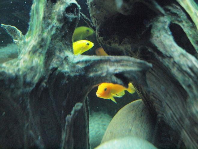 freshwater fish - pseudotropheus saulosi - saulos's mbuna stocking in 55 gallons tank - 2 African Cichlids