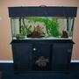 55 gallons freshwater fish tank (mostly fish and non-living decorations) - 55gal piranha tank