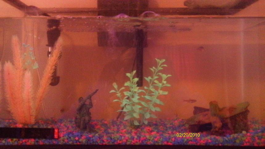 Rated #385: 10 Gallons Freshwater Fish Tank - .