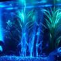 fish tank picture - Night time 1