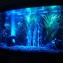 fish tank picture - Night time 2