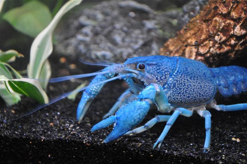 Rated #18: Corals Inverts - Procambarus Sp. - Hammers Cobalt Blue Lobster Stocking In 55 Gallons Tank - My Cobalt Blue Lobster.