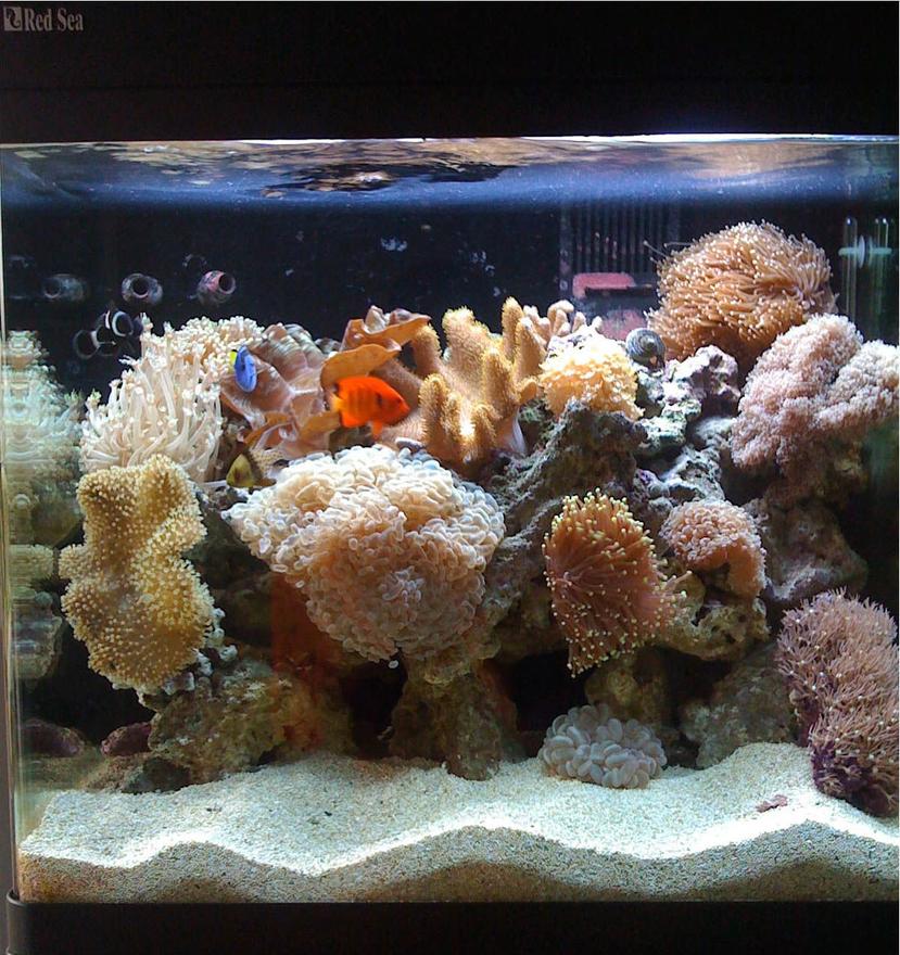 Rated #29: 34 Gallons Reef Tank - Updated Red Sea Max '2010