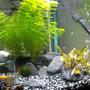 fish tank picture - My betta tank male, 2 female, 5 tetras and 3 bulldog plecos
