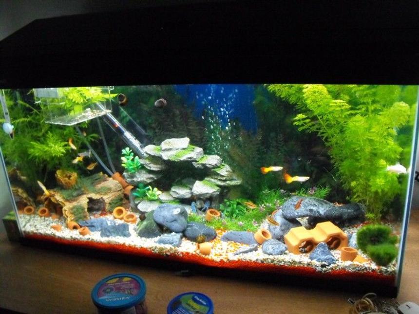 Rated #175: 22 Gallons Freshwater Fish Tank - the gravels removed from under most rocks to form caves, theres even a network of 2 tunnels that are used by the shrimp
