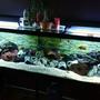 125 gallons freshwater fish tank (mostly fish and non-living decorations) - 125 Gallon Cichlid Tank. Two months old and still under construction.