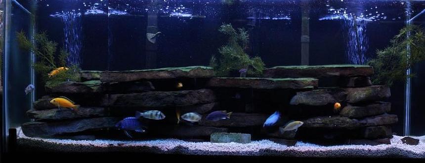 Rated #97: 55 Gallons Freshwater Fish Tank - 55 gallons with mostly Mbuna and 1 Victorian species