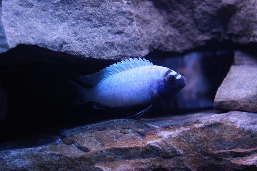 Rated #504: Freshwater Fish - Pseudotropheus Polit - Polit Cichlid Stocking In 55 Gallons Tank - My male Pseudotropheus polit.  He's fairly shy most of the time, but came out for this picture :)