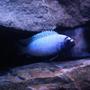 freshwater fish - pseudotropheus polit - polit cichlid stocking in 55 gallons tank - My male Pseudotropheus polit. He's fairly shy most of the time, but came out for this picture :)