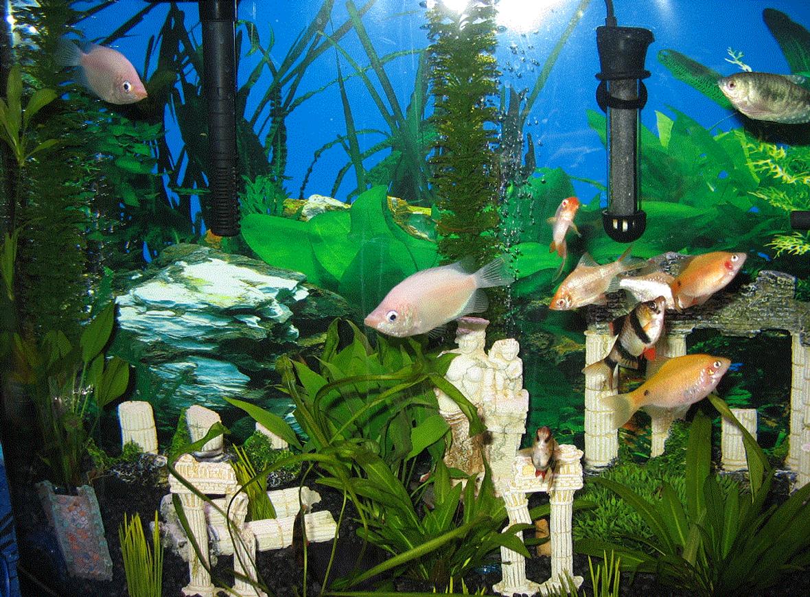 26 gallons freshwater fish tank (mostly fish and non-living decorations) - My fish tank yey