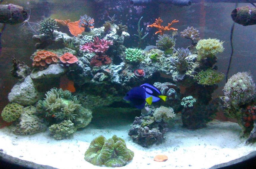Rated #39: 92 Gallons Reef Tank - Full View of tank