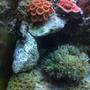 fish tank picture - Red Acan Lord, Hot Tamale Chalice and Elegance