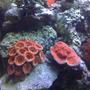 fish tank picture - Red Acan Lord, Hot Tamale Chalice and the Green and Blue Deep Water Acropora.