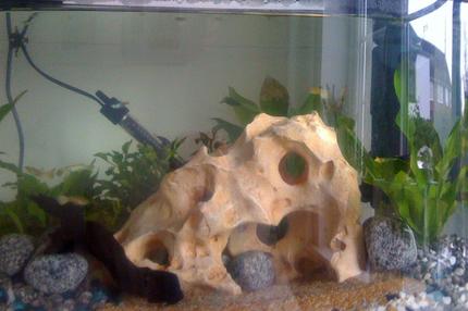 64 gallons planted tank (mostly live plants and fish) - new rock in the tank