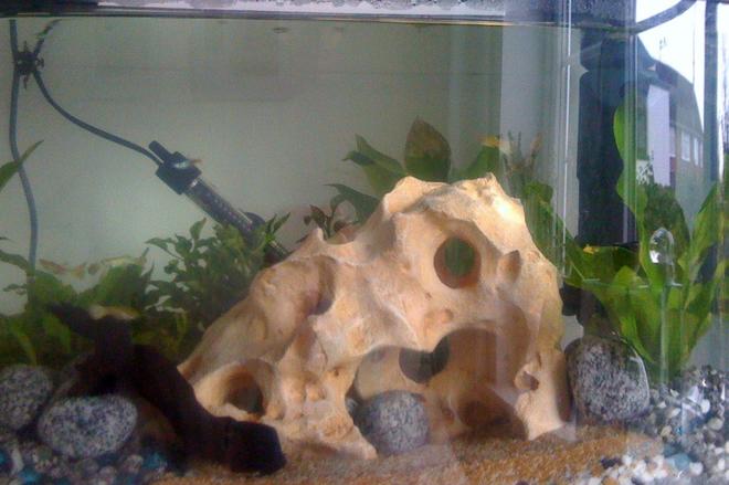 64 gallons planted tank (mostly live plants and fish) - new rock in the tank