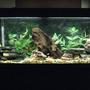 55 gallons freshwater fish tank (mostly fish and non-living decorations) - Size: 55 gallon Filter: Fluval 405 Canister Heater: VisiTherm Heater Decor: Malaysian Driftwood Slate Rocks Marina AquaScaper Variety Pack Aquarium Plants Fish: Cichlids (all fry): 1-100% White Knights Alhiâ€™s 1-Ruby Red (Split Gene) 1-Banga Sunshine 1-Cherry Red Ngara (Split Gene) 1-Dragon Blood 1-Eureka Red 1-Albino Eureka Red 1-Ruby Red 1-Lwanda Red Top 7-Peacocks (Not sure the names) 3-Albino Reds (Not sure the names) 5-X-Mas Fulu 1-Chinese Algae Eater