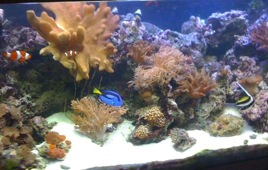 Rated #51: 400 Gallons Reef Tank - my 4ft reef so far.