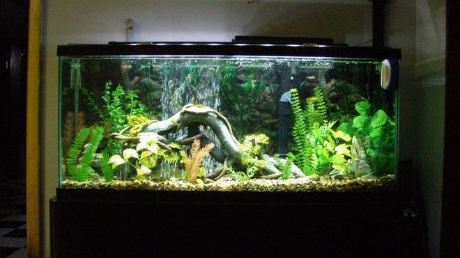 55 gallons freshwater fish tank (mostly fish and non-living decorations) - my first fish tank ever. its a 55 gallon freshwater. filter is a marineland Emperor 400,water heater is marineland Stealth Pro Heater 250-watt set at 82Â degrees keeps the tank at 80 degrees. lighting is marineland led lighting system. air pump is 	
Aquarium Pharmaceuticals RENA 300 with 12" air stone.