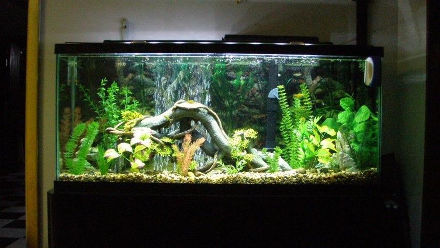 Rated #46: 55 Gallons Freshwater Fish Tank - my first fish tank ever. its a 55 gallon freshwater. filter is a marineland Emperor 400,water heater is marineland Stealth Pro Heater 250-watt set at 82Â degrees keeps the tank at 80 degrees. lighting is marineland led lighting system. air pump is 	
Aquarium Pharmaceuticals RENA 300 with 12" air stone.