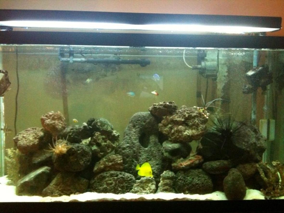 90 gallons reef tank (mostly live coral and fish) - 1 yr and Counting
