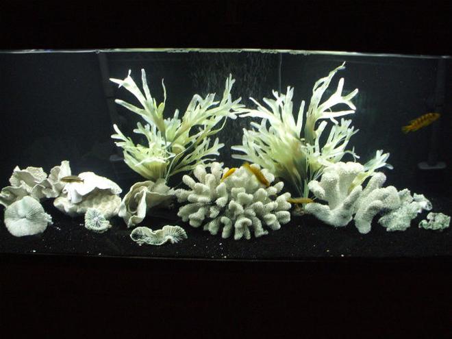 55 gallons freshwater fish tank (mostly fish and non-living decorations) - my fav setup i have ever made