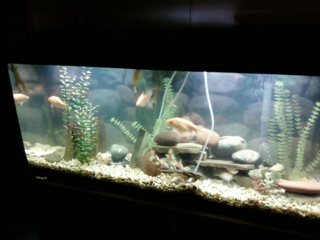 55 gallons freshwater fish tank (mostly fish and non-living decorations) - just moved up to 55gal frogs love all the space